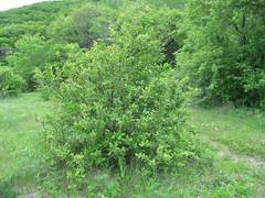 Berberis amurensis