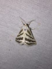 Euaspilates spinataria