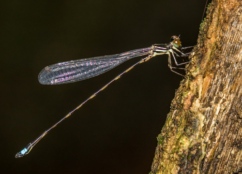 Drepanosticta anascephala