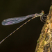 Drepanosticta anascephala - Photo (c) Andrew Pierce, some rights reserved (CC BY-NC), uploaded by Andrew Pierce