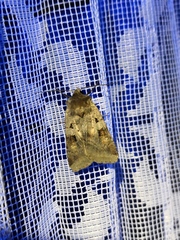 Diarsia mendica