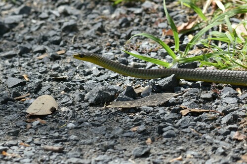 Common Tree Snake sighting