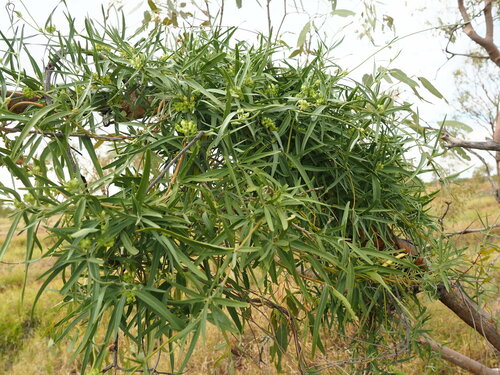 bush banana