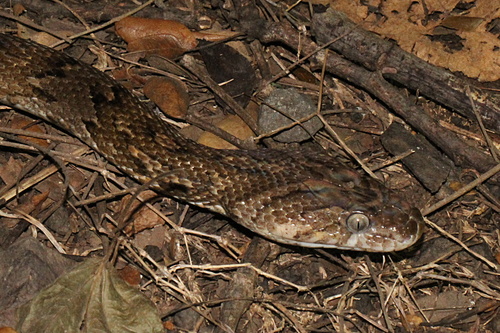 Photo of a Central American Lyre Snake (Trimorphodon quadruplex)