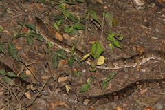 Trimorphodon quadruplex