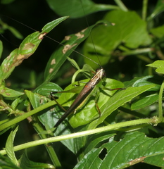 Conocephalus melaenus