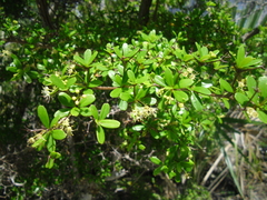 Terminalia molinetii