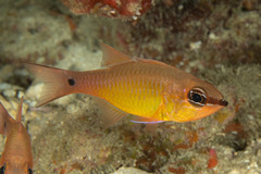 Brassy Cardinalfish photo 2
