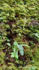 Platanthera brevicalcarata