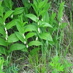 Polygonatum humile