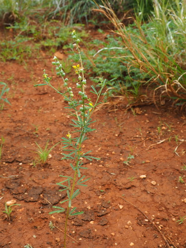 Trefoil Rattlepod