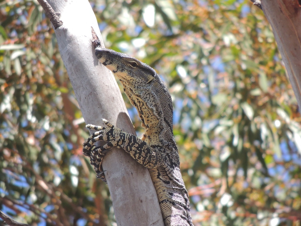 Lace monitor