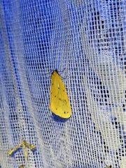 Setina irrorella