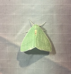 Chlorosea banksaria