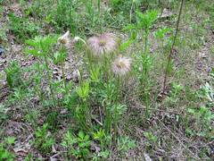 Pulsatilla dahurica