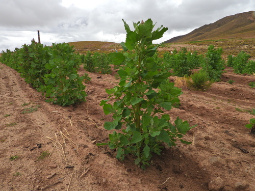 Chenopodium quinoa, photograph 6