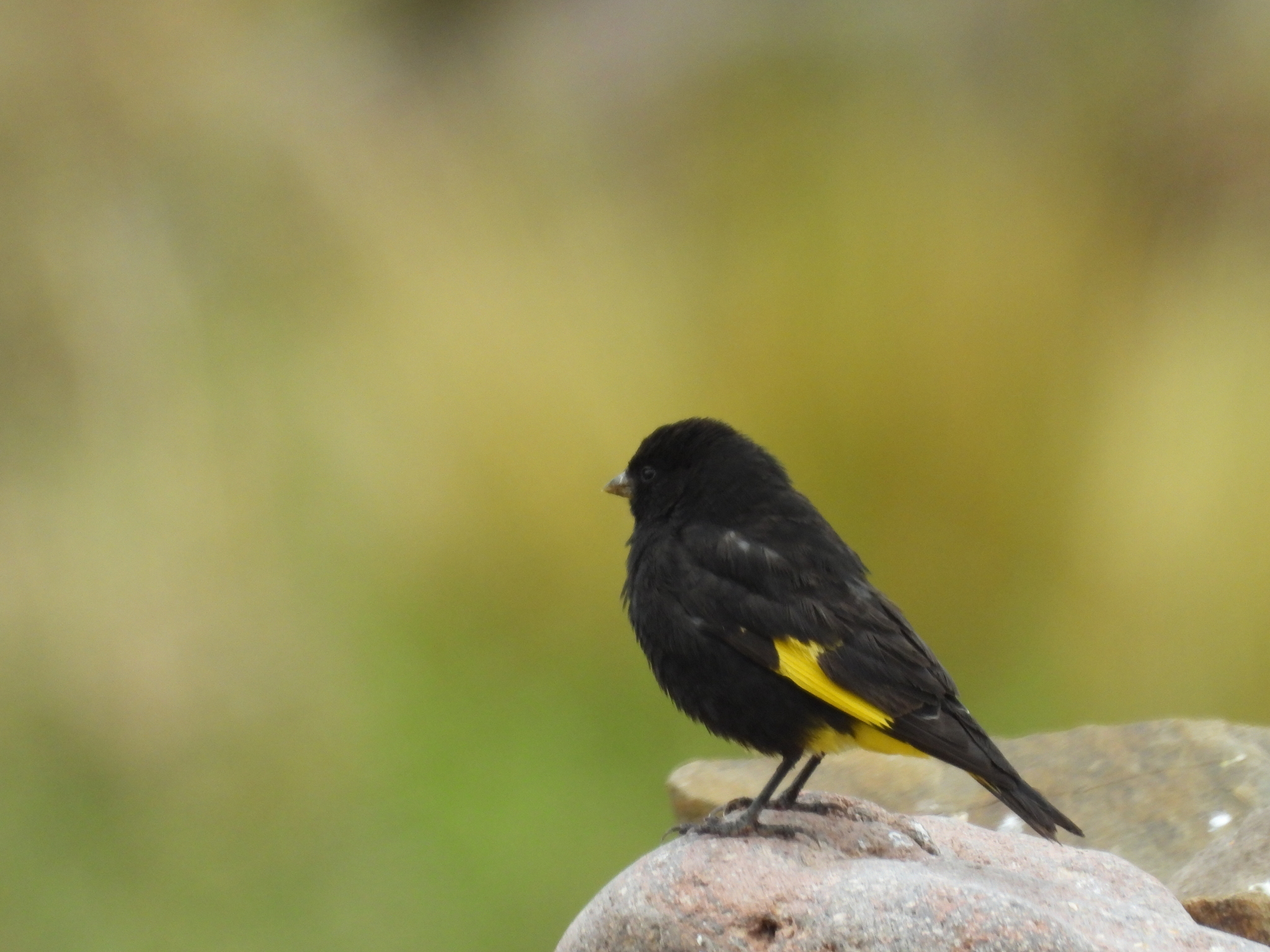 Black Siskin (Spinus atratus), photo 6