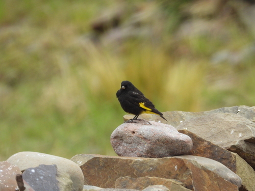 Black Siskin (Spinus atratus), photo 5