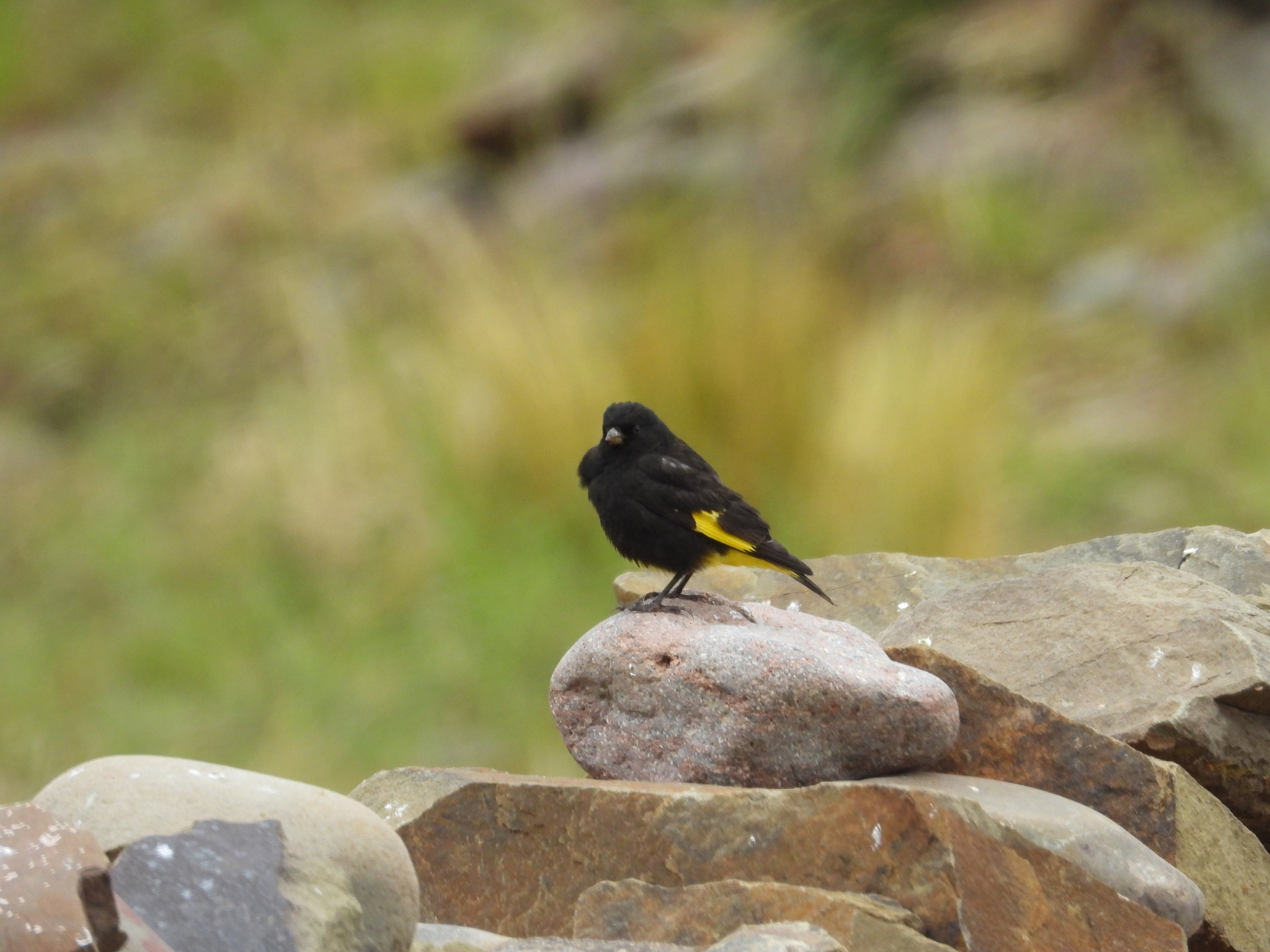 Black Siskin (Spinus atratus), photo 7