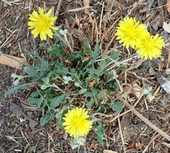 Crepis bursifolia