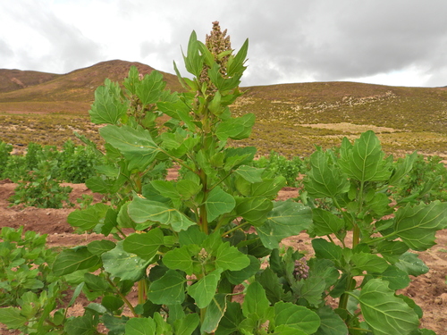 Chenopodium quinoa, photograph 5