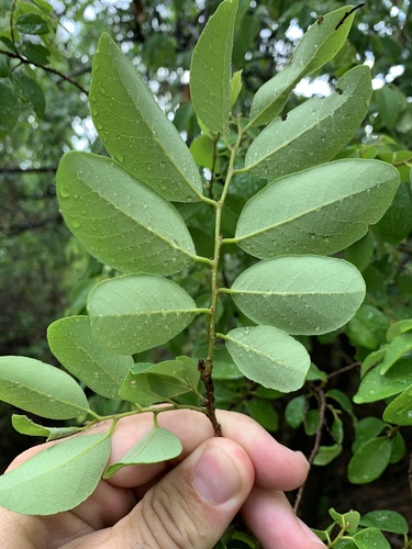 Bridelia leichhardtii