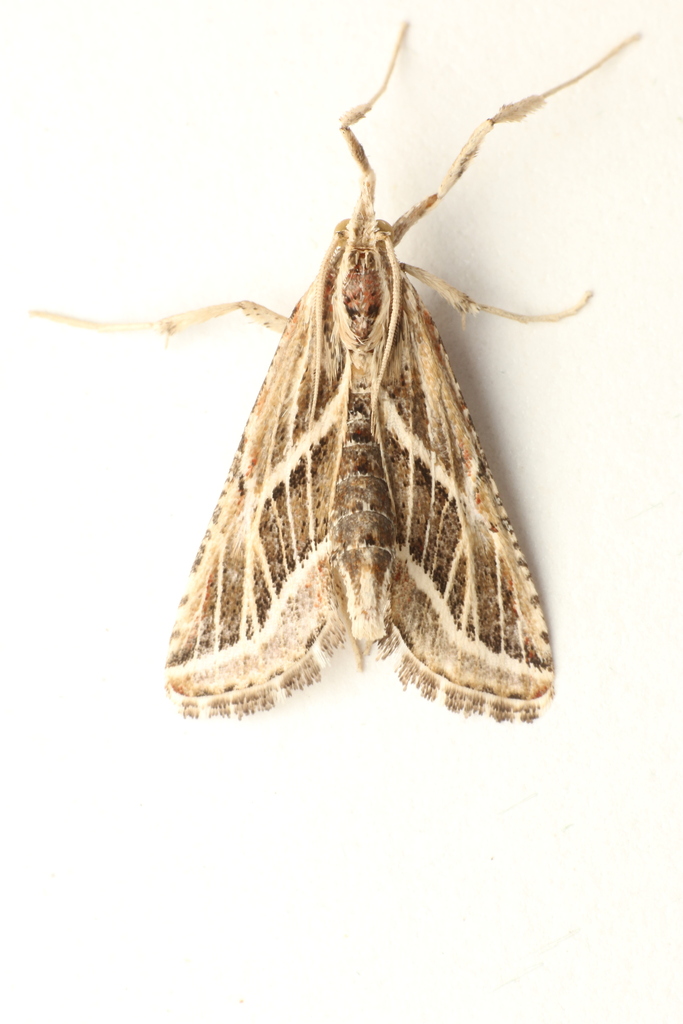Loryma athiensis