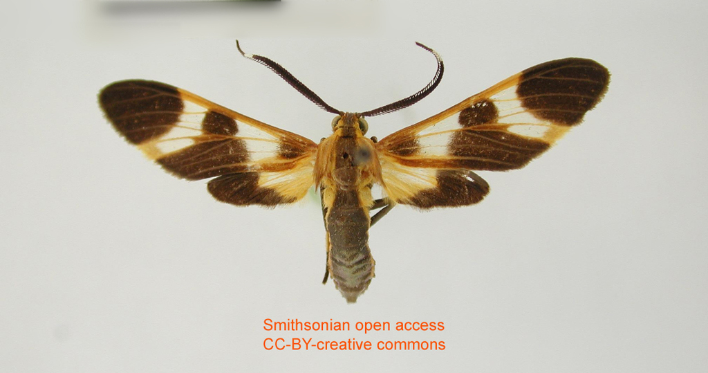 Dycladia basimacula