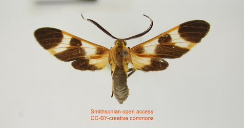 Dycladia basimacula