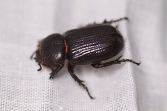 Hemiphileurus illatus