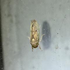 Ponana quadralaba