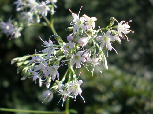 Gypsophila oldhamiana iNat (3)