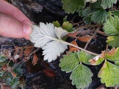Potentilla villosa