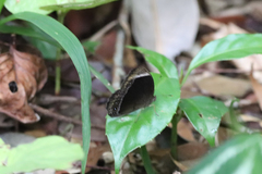 Mycalesis anaxias