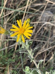 Heterotheca zionensis