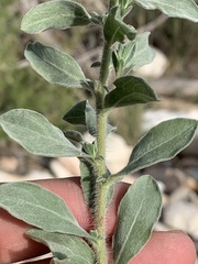 Heterotheca zionensis