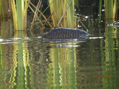 Cyprinus carpio