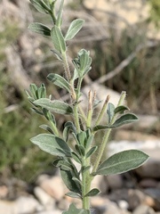 Heterotheca zionensis