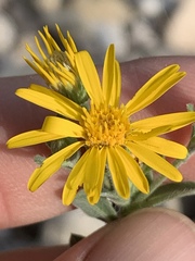 Heterotheca zionensis