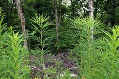 Artemisia selengensis