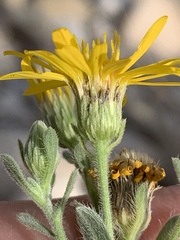 Heterotheca zionensis