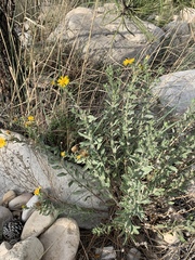 Heterotheca zionensis