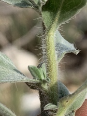 Heterotheca zionensis