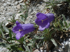Campanula alpestris