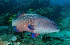 Marbled Coralgrouper photo 1