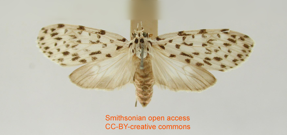 Aderithales capsica