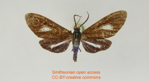 Euagra caerulea