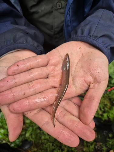 Spotted banded knifefish (Gymnotus maculosus) — Gymnotidae — 3