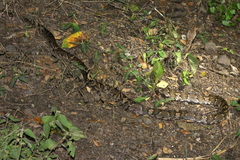 Trimorphodon quadruplex