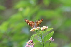 Vagrans sinha